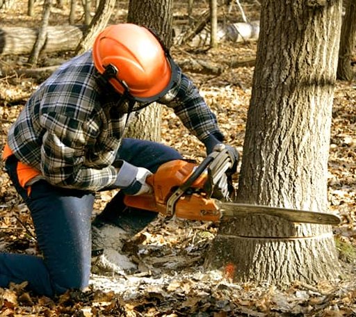 Tree Removal in Hiram, ME